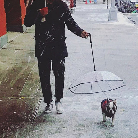 Transparent Pet Dog Umbrella