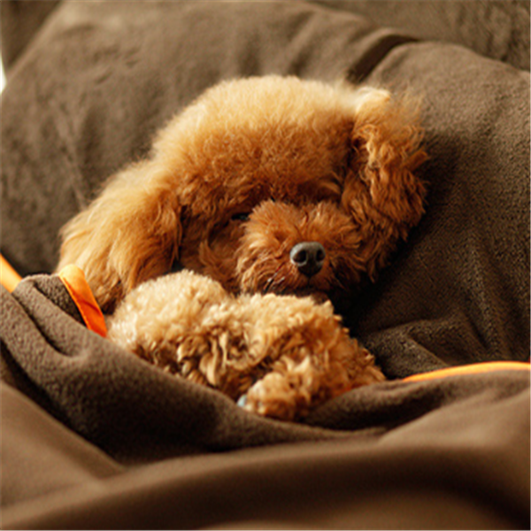 Three-piece Doghouse Pets Bed Removable